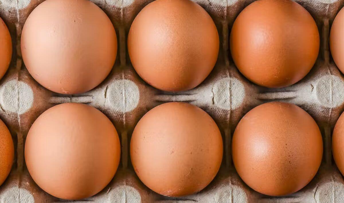comment savoir si un œuf est bon