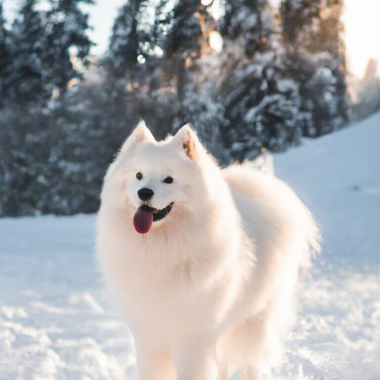 Le samoyède, un chien de traîneau au cœur tendre : tout savoir sur cette race passionnante !