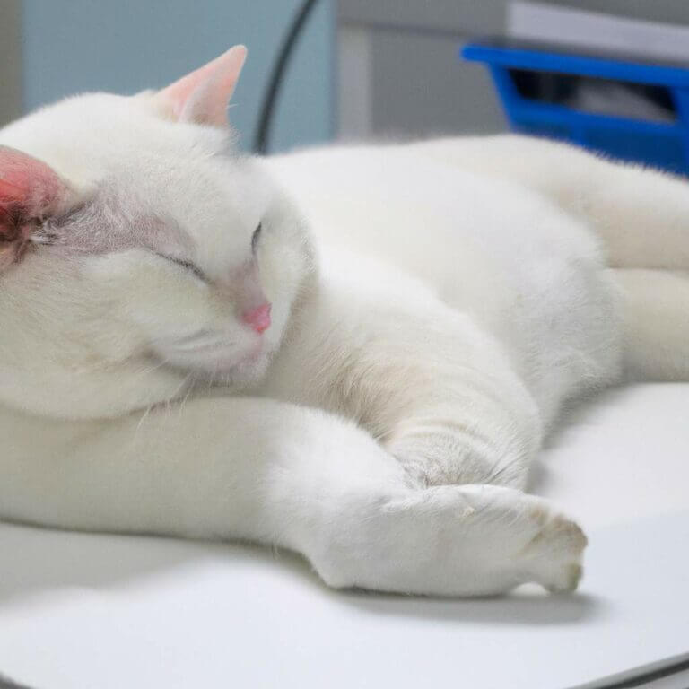 Stérilisation des chats : pourquoi c&rsquo;est important pour leur santé et leur bien-être