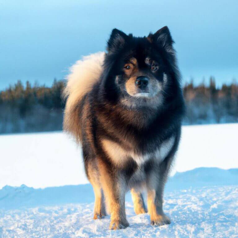 10 raisons pour lesquelles le chien finnois de Laponie est le compagnon idéal pour les amoureux de la nature